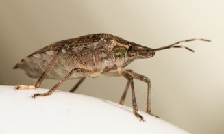 Invazie de gândaci puturoşi de toamnă la Cluj-Napoca