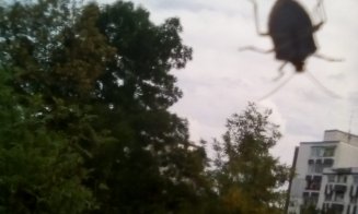 Invazie de gândaci puturoşi de toamnă la Cluj-Napoca