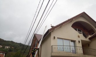 Oare și-a găsit o casă? Unde a ajuns gâscanul salvat de pompieri de pe acoperișul unei vile din Cluj