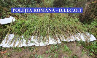 Captură impresionantă de droguri la Cluj. Patru bărbați au ajuns în arest
