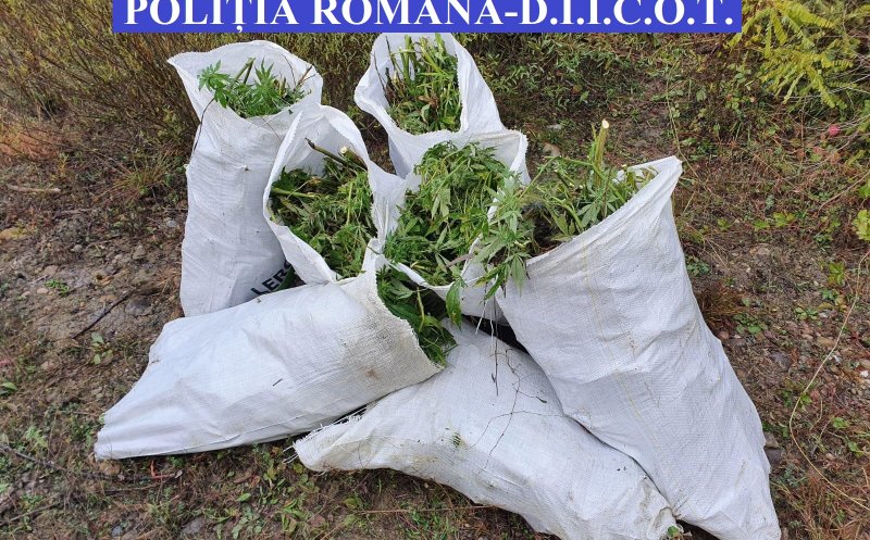 Captură uriașă de droguri la Cluj. Patru bărbați au ajuns în arest