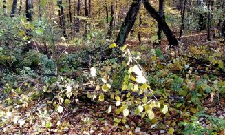 Continuă tăierile de copaci în Pădurea Hoia-Baciu + Amenințări cu drujba