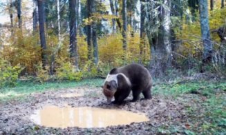 Imagini inedite cu un urs brun, într-o pădure din Parcul Natural Apuseni