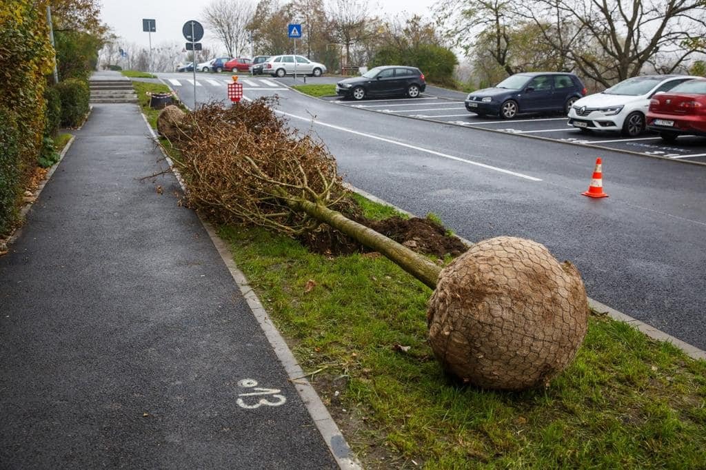Au început plantările de arbori în cartierul Între lacuri