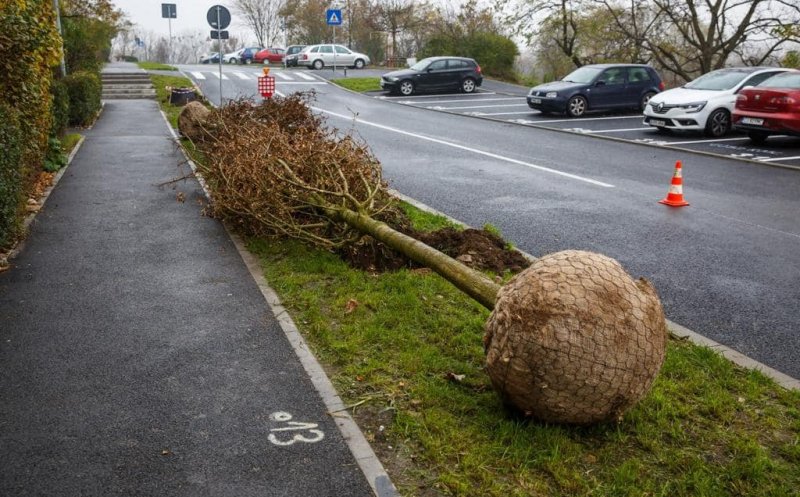 Au început plantările de arbori în cartierul Între lacuri