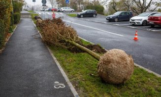 Au început plantările de arbori în cartierul Între lacuri