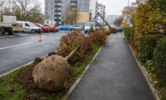 Au început plantările de arbori în cartierul Între lacuri