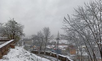 Au început plantările de arbori în cartierul Între lacuri