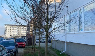 Au început plantările de arbori în cartierul Între lacuri