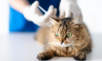 Rusia testează un vaccin anti-COVID pentru imunizarea animalelor domestice