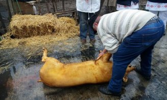 Ignatul porcului: Măcelarii pricepuţi la sacrificarea tradiţională a porcului, tot mai greu de găsit