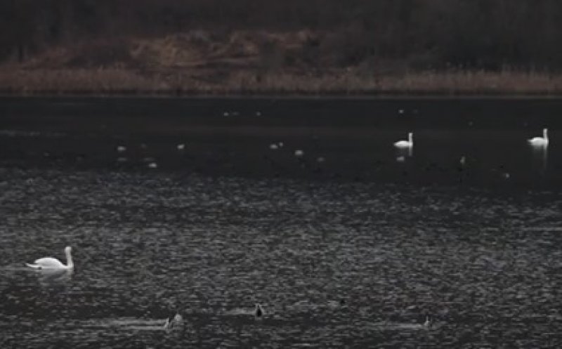 Caz șocant pe lacul Gilău: mai multe lebede au fost împușcate sau otrăvite. Polițiștii îi caută pe vinovați