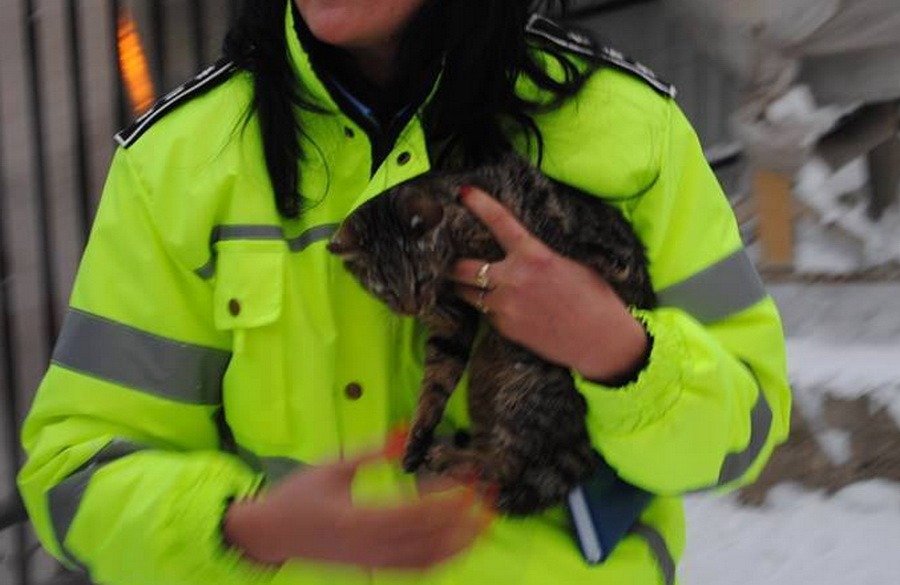 Bătaie pe posturile pentru Poliţia Animalelor. Sunt mii de candidați