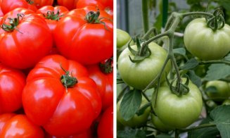 Vom mânca roșii din import?  Statul nu mai are bani să susțină celebrul program "Tomata"