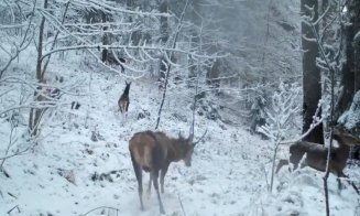 Ciute și cerb se joacă, în zăpadă, într-o pădure din Apuseni