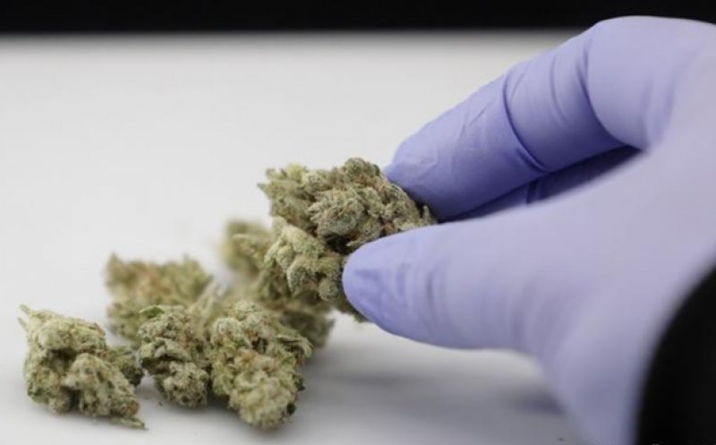 DIICOT, despre cânepă: Orice produs care conţine THC se încadrează noţiunii de drog
