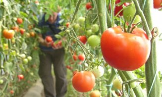 Ministrul clujean al agriculturii: “Programul tomata nu se oprește, ci se extinde. Au fost multe fraude”