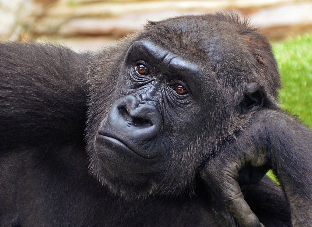 O gorilă tratată cu anticorpi creați în laborator s-a vindecat de COVID