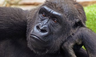 O gorilă tratată cu anticorpi creați în laborator s-a vindecat de COVID
