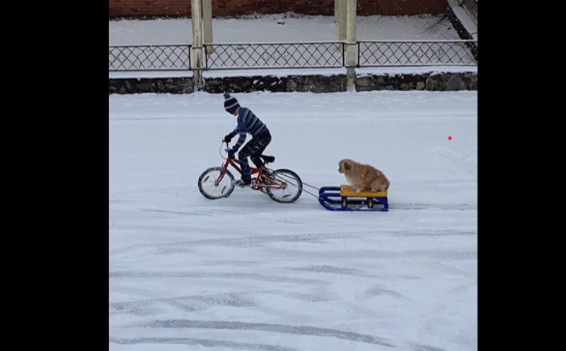 Băiețelul din Cluj care își plimba câinele cu sania a primit o nouă bicicletă