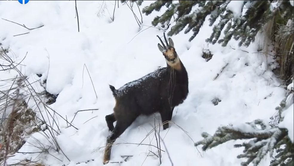 Două capre negre, surprinse în vârf de munte de angajații Romsilva