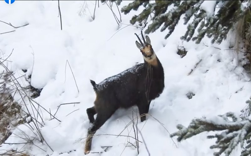 Două capre negre, surprinse în vârf de munte de angajații Romsilva