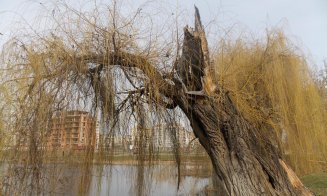 Biolog clujean: "Nu recomand entuziasmul drujbei în viitorul parc din Gheorgheni"