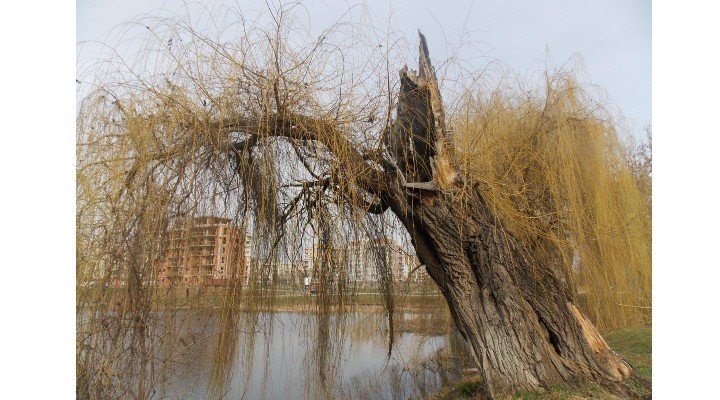 Copac bătrân de zeci de ani din Cluj, măcelărit