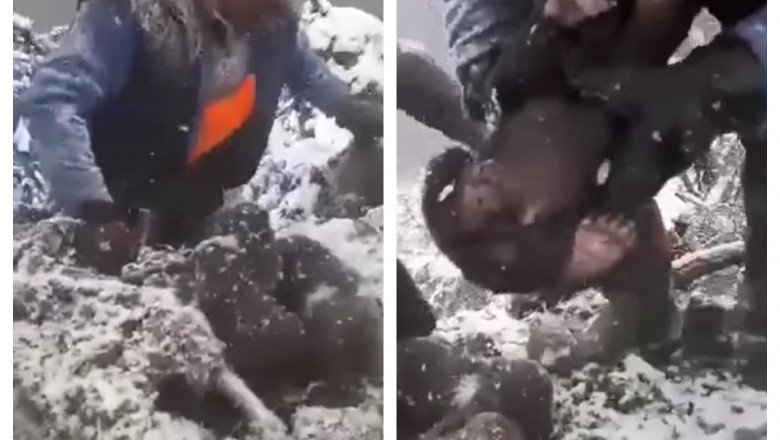 Ursuleții scoși din bârlog, de negăsit. Posibilitatea ca aceştia să fi fost traficați nu poate fi susținută suficient
