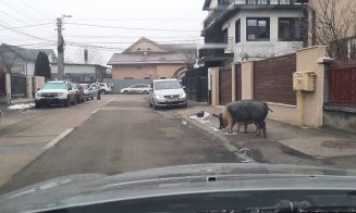 Porci ieșiți la plimbare pe o stradă din Cluj Napoca