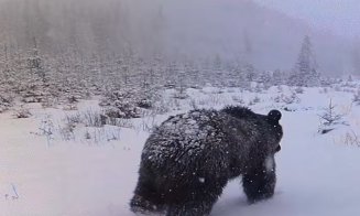 Imagini inedite! Doi urși, surprinși în timp ce inspectează o cameră de monitorizare a faunei