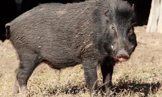 Mistreț cu pestă porcină la Cluj. Autorităţile sunt în alertă