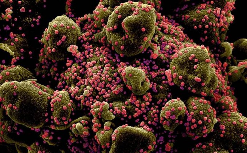 Tulpina braziliană de COVID-19 poate reinfecta peste 60% dintre cei care au trecut prin boală
