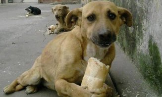 Câinii fără stăpân din Florești vor fi sterilizați. Bogdan Pivariu: "Va fi mult de muncă"
