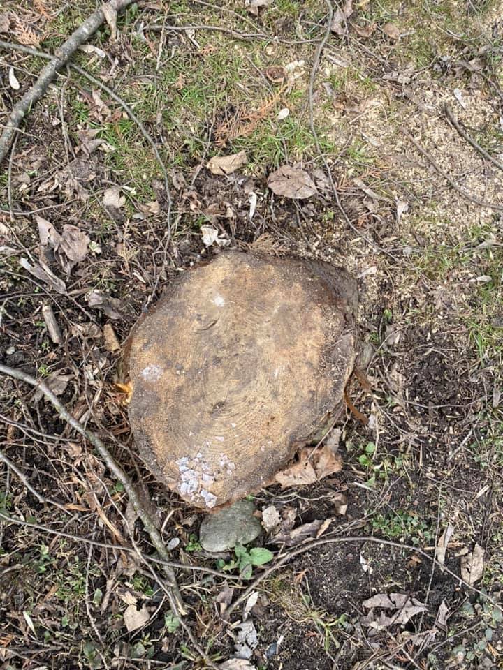 Pe cine încurcă arborii din parcul Detunata?