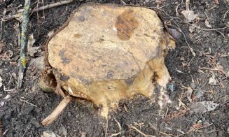 Pe cine încurcă arborii din parcul Detunata?