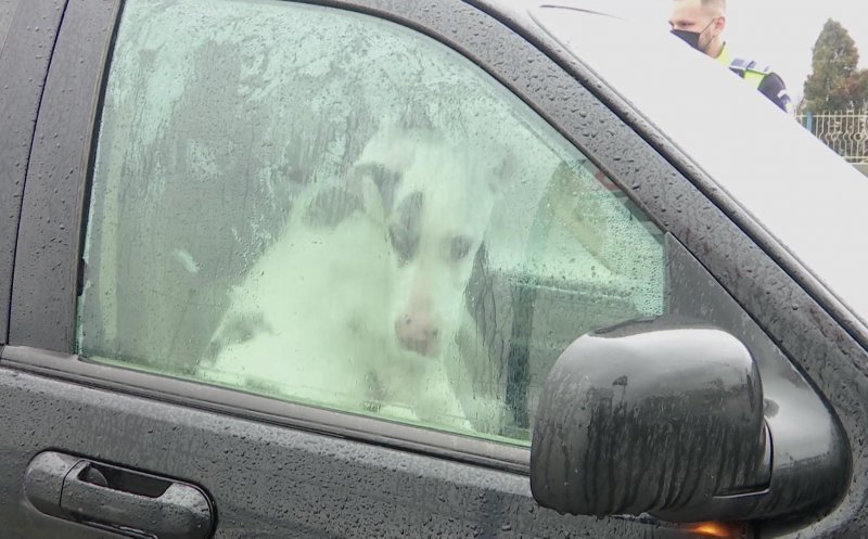 Un bărbat din Cluj, care a abandonat trei câini într-o maşină, s-ar putea alege cu dosar penal