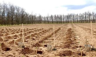 Clujeanul de la Agricultură a plantat pomi împreună cu președintele țării