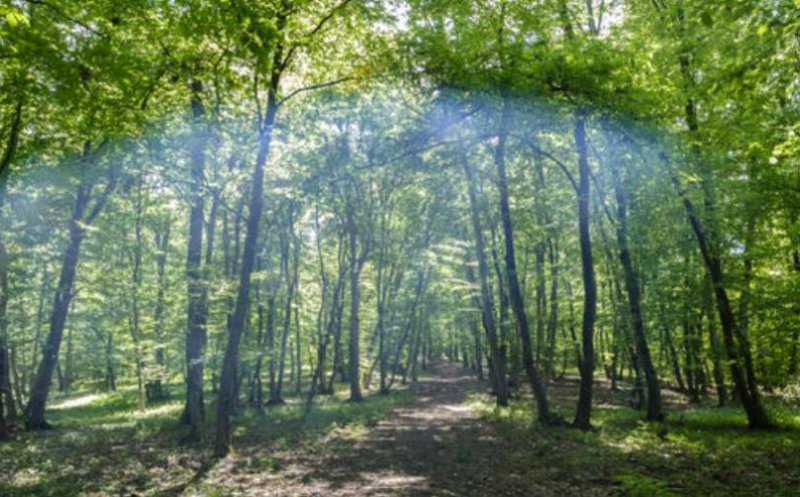 Floreștiul Verde. Primarul: „Noi suntem generația care simțim toate activitățile făcute prin distrugerea mediului”
