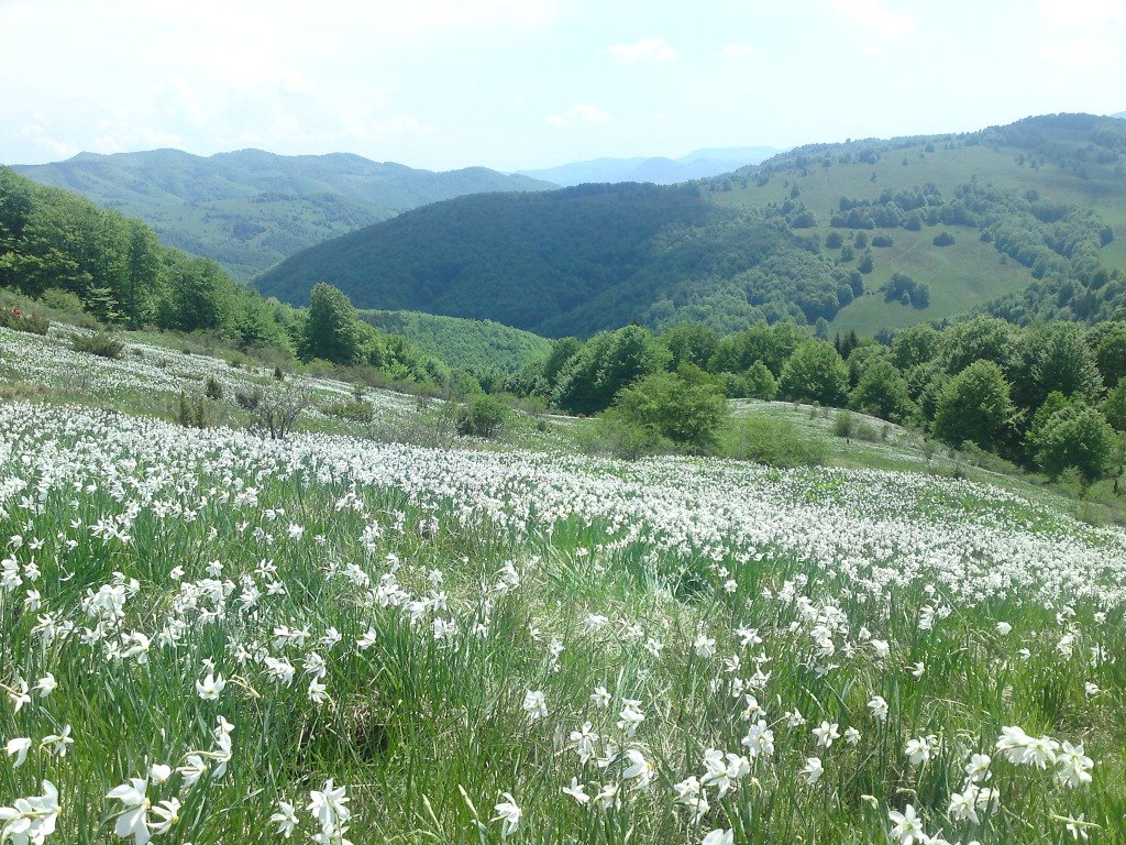 Plimbare de weekend: Poiana cu Narcise din Apuseni