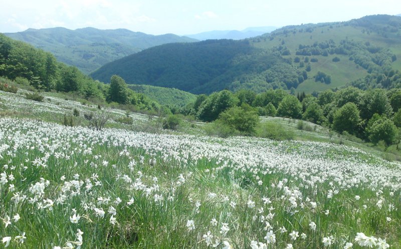 Plimbare de weekend: Poiana cu Narcise din Apuseni