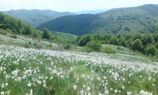 Plimbare de weekend: Poiana cu Narcise din Apuseni