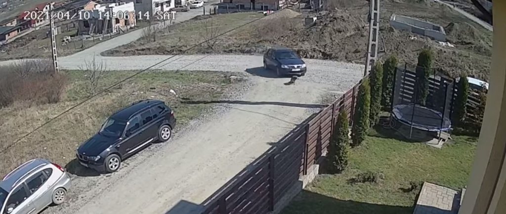 Clujeanul care a trecut fără milă cu mașina peste un cățel s-a ales cu dosar penal