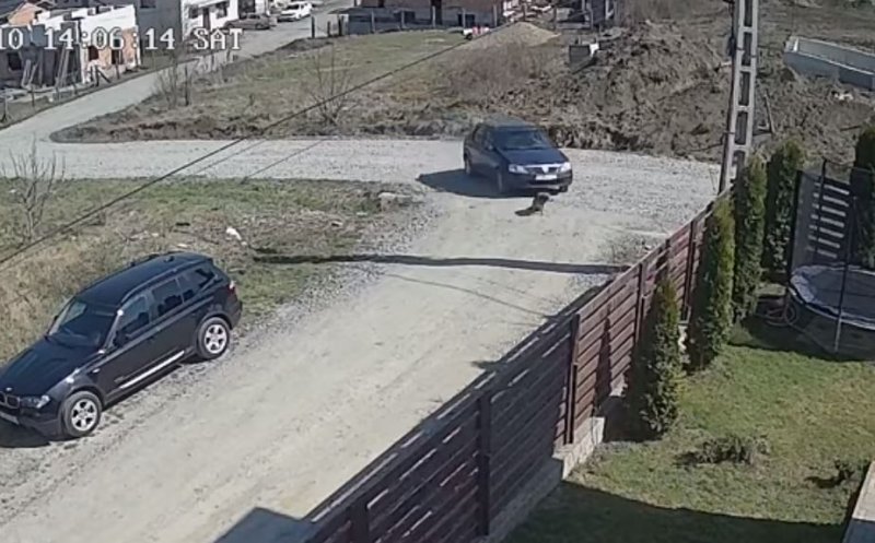 Clujeanul care a trecut fără milă cu mașina peste un cățel s-a ales cu dosar penal