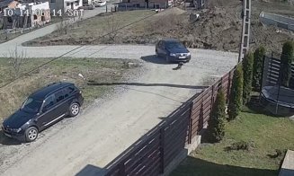 Clujeanul care a trecut fără milă cu mașina peste un cățel s-a ales cu dosar penal