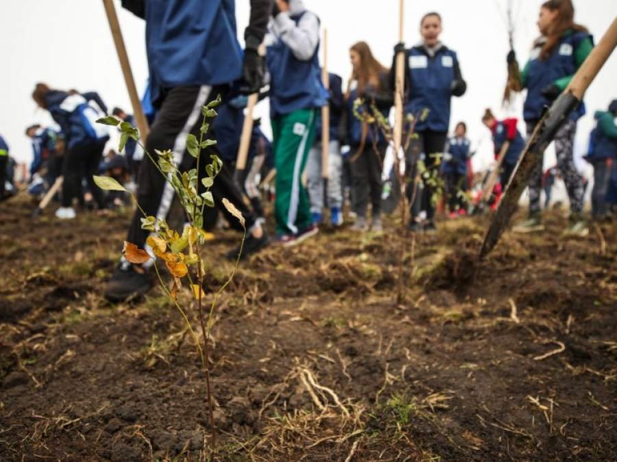 Marea împădurire la Cluj. Reîncepe plantarea celor un milion de arbori