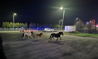 Caii de pe Drumul Național din Florești, subiect de bancuri: „Cred că erau în galop spre centrul de vaccinare” / „Aveau declarație?”