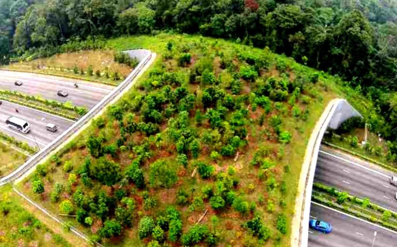 Autostrada verde Transilvania. Cum va fi cosmetizată pentru banii europeni
