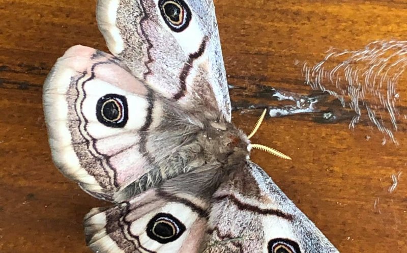Fluture amenințat cu dispariția, “oaspete” al unei ferme bio din Cluj