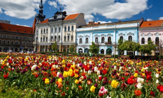 Primăvara s-a instalat la Cluj: lalele superbe și copaci înfloriți